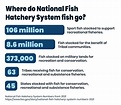 Where do National Fish Hatchery System fish go? | FWS.gov