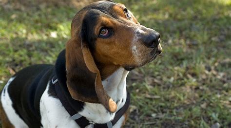 Basset Hound Beagle Mix Bagle Hound Breed Info Puppy