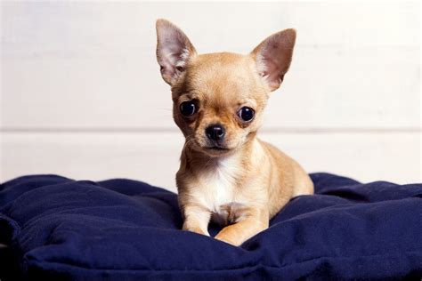 Cuanto Mide El Chihuahua Terrier
