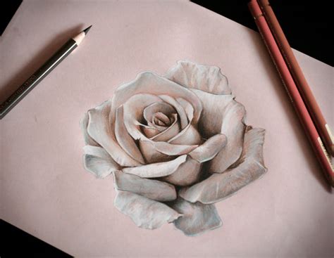 Blooming Rose Drawing At Getdrawings Free Download