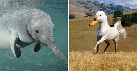 This Guy Wont Stop Photoshopping Animal Hybrids And Its