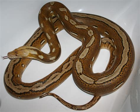 SE England Reticulated python morphs for sale - Adults and babies some ...