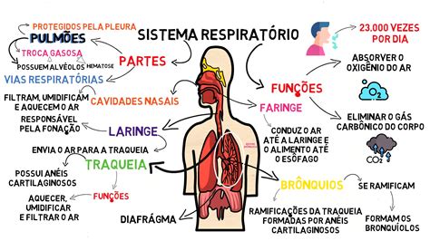 Mapa Mental Do Sistema Respirat Rio Edulearn