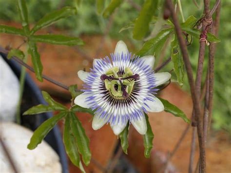 Passion Flowers Types How To Grow And Care Florgeous