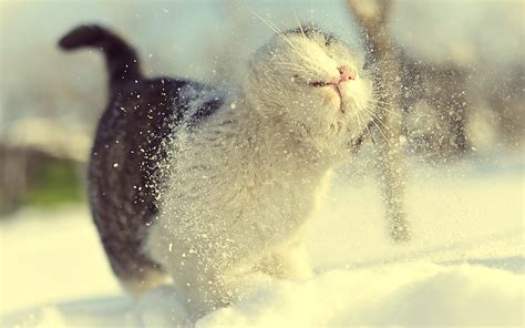Winter Snow Cat Depth Of Field Macro Wallpapers Hd Desktop And Mobile