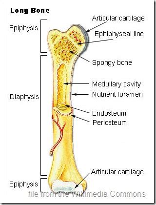 Compact bone cross section courtesy: Cat Skeleton