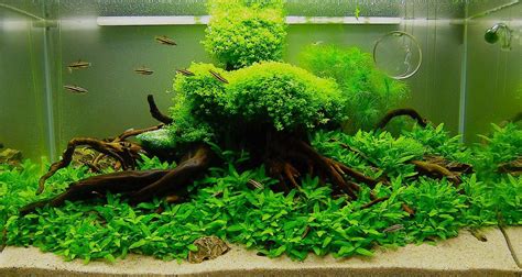 Planting Your Freshwater Aquarium How To Succeed At Growing Healthy