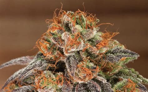The Strongest Strains On Earth High Times