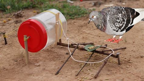Best Bird Trap Technology Make From Rolling Bottle And Popsicle Stick