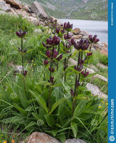 Flowering Purple Gentian In The Swiss Alps Stock Image Image Of