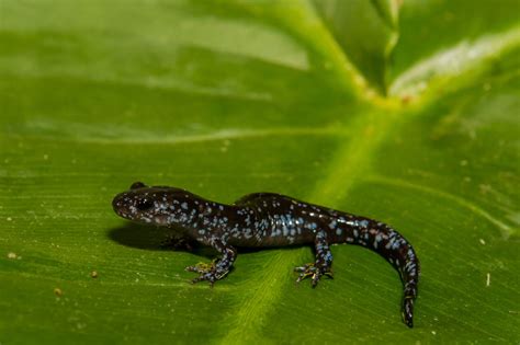 Blue Spotted Salamander Sports Rare Flash Of Blue In Animal Kingdom