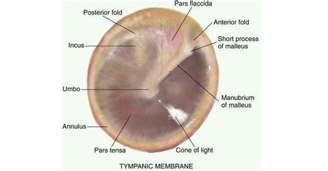 View this anatomical diagram of your ear to see how the inner ear, middle ear and external ear work together to allow you to hear. Tympanic Membrane Of Ear/ EARDRUM - www.medicoapps.org