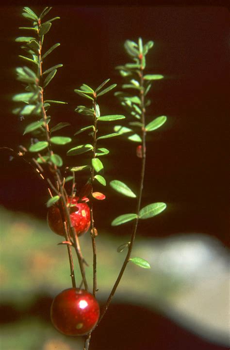 Vaccinium Macrocarpum Ericaceae