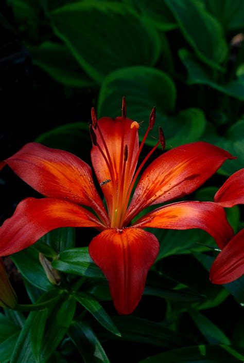 Tiger Lily Bhs128 Flickr