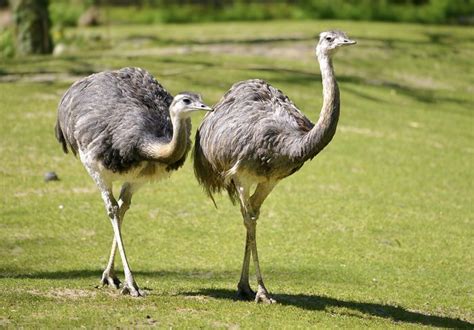 Rhea Bird Group Britannica