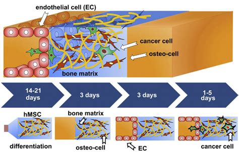 How a new colon cancer genetic test can catch more mutations march 15, 2019 / digestive. A microchip for studying cancer metastasis | Kurzweil