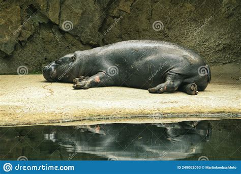 Lying Hippo With Reflection In The Water The Mammal Sleeps Stock Image