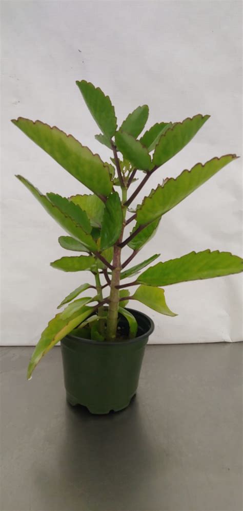 Bryophyllum Pinnatumwonder Of The World Life Plant Miracle Leaf
