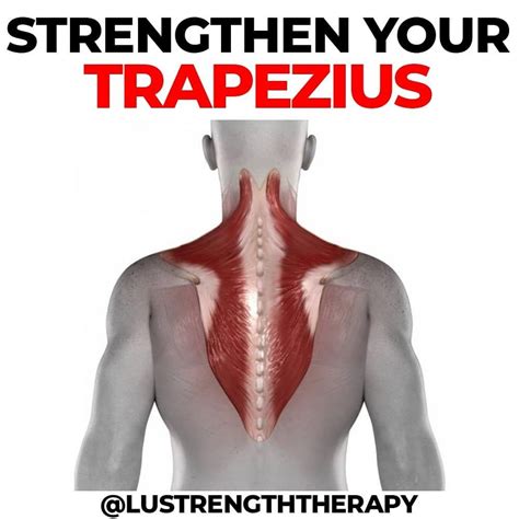 🚨 How To Strengthen Your Trapezius 🚨 The Trapezius Is Considered To
