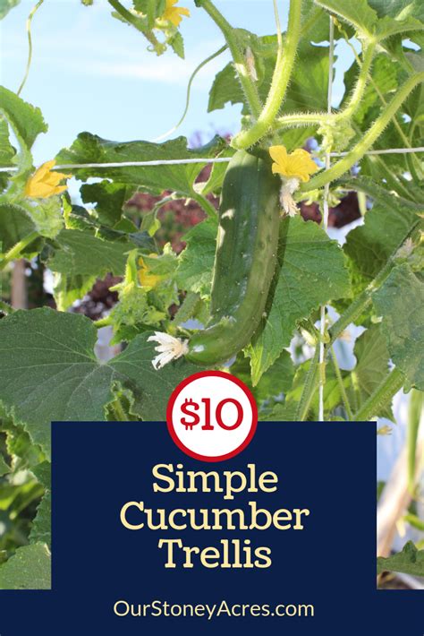 So, how to plant cucumbers on a trellis, wefigured out. Simple Cucumber Trellis for only $15 | Cucumber trellis, Trellis, Backyard vegetable gardens
