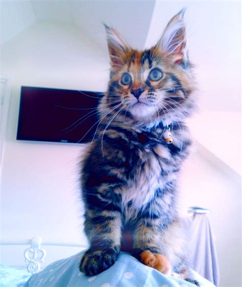 * *kittens can not be viewed until fully vaccinated*. Pin on My Maine Coon