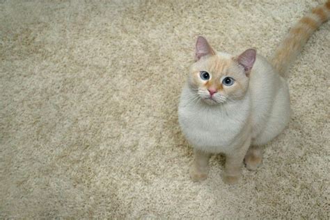 Cross Eyed Flame Point Siamese Cat Future Pets
