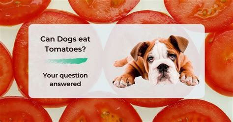 Anyone who eats contaminated food can get ill from food poisoning. Can Dogs eat Tomatoes? Your question answered - I Love ...