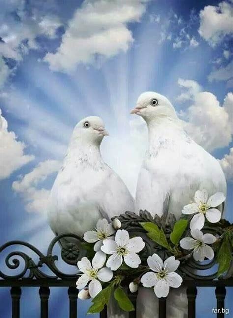 Beautiful Doves 🌹 Doves Photo 44559733 Fanpop
