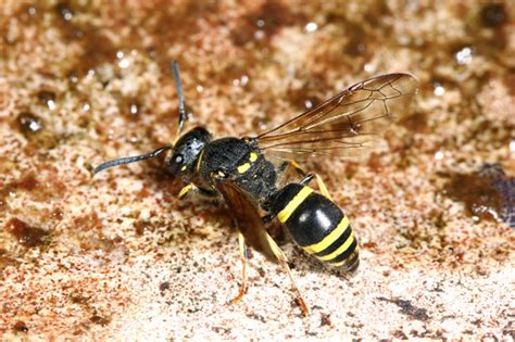 Vespid Wasp Ancistrocerus Bugguide