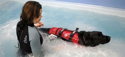 Dog Enjoying A Safe Hydrotherapy Session See How Is Wearing A