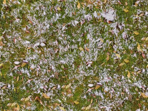 Snow Covered Grass Stock Image Image Of Fall Natural 213970751