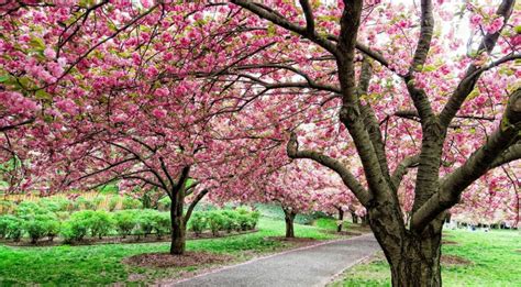 See The Finale Of Cherry Blossom Season At The Brooklyn Botanic