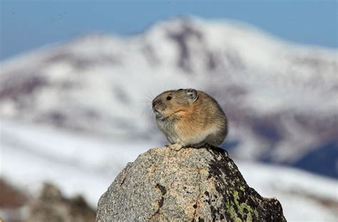 Whats Fluffy Squeaky And Interbreeding In The Rockies Pikas Kunc