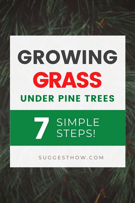 How To Plant Grass Seed Under Pine Trees Home And Garden Reference