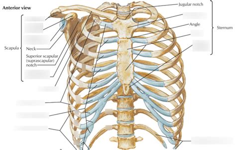 Anterior View Of Bony Thorax Clipart Etc Images And Photos Finder