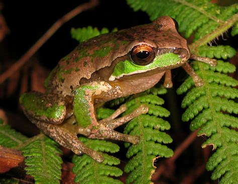 New England Tree Frog Wikipedia