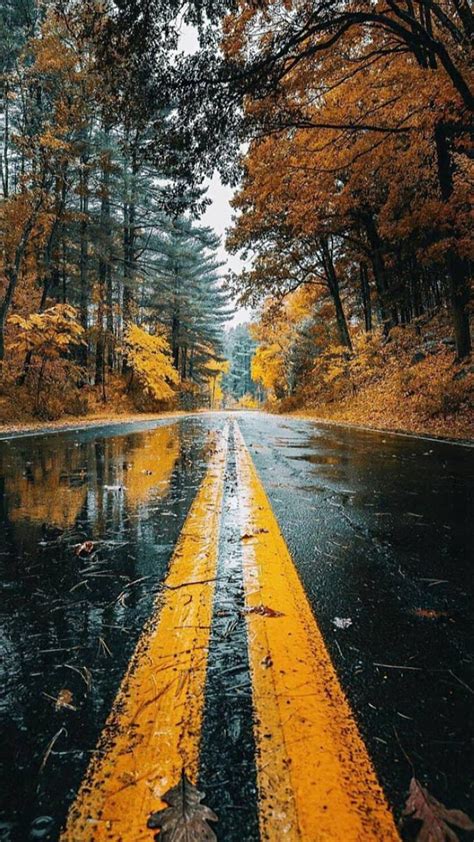 Autumn Fall Nature Nature Fall Autumn Autumn Road Road Beautiful Autumn Hd Phone