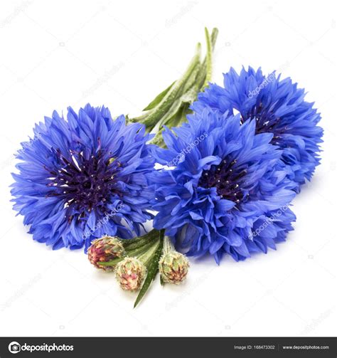 Blue Cornflowers Bouquet Stock Photo By ©natika 168473302