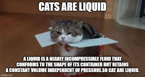 Cat Are Liquid Imgflip