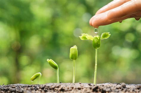 Vidéo La Fascinante Germination Dune Plante En Timelapse Femmes D