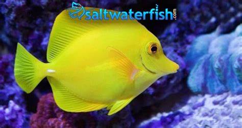 Reef Fish, Marine Fish, Coral, Aquarium Supplies & more 