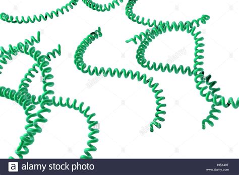 Spirochete Bacteria Stock Photos And Spirochete Bacteria Stock Images Alamy