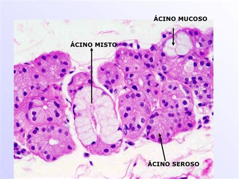 Histología Y Embriologia SalÓn 218 Acinos Glandulares Serosos Y Mucosos