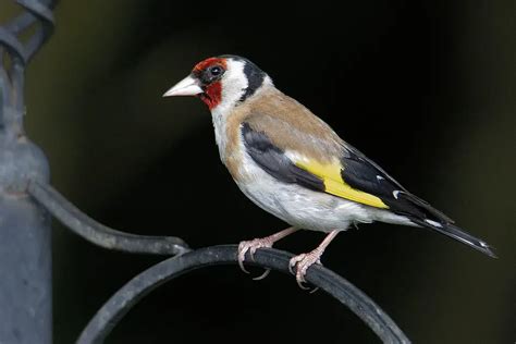 How To Attract Goldfinches To Your Garden Garden Bird Feeder