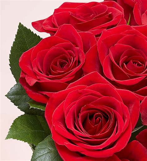 Two Dozen Red Roses 91790