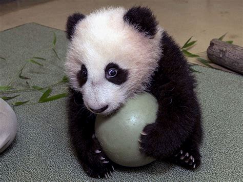 Adorable Panda Cub Plays Ball Cbs News