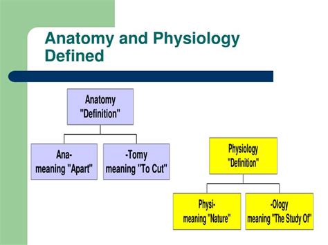 Ppt Anatomy And Physiology Defined Powerpoint Presentation Free