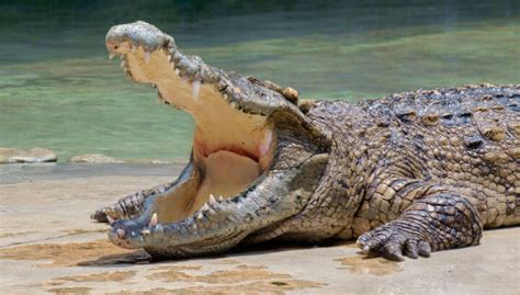 Kentucky Aquarium To Return 14 Foot Alligator To Conservation Center In