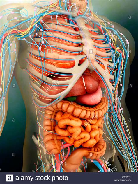 The body's primary organ of smell and functions as part of the body's respiratory system. Perspective view of human body, whole organs and bones ...
