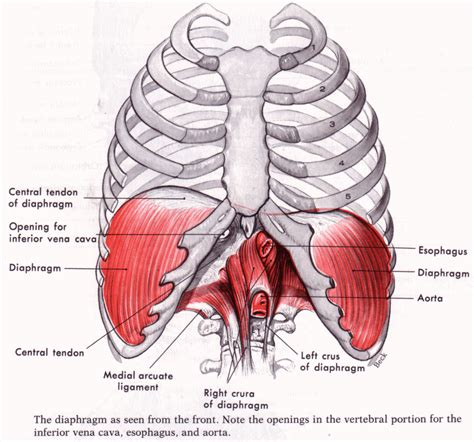 Thoraco Diaphragmatic Breathing Amandas Corener Anatomia Y